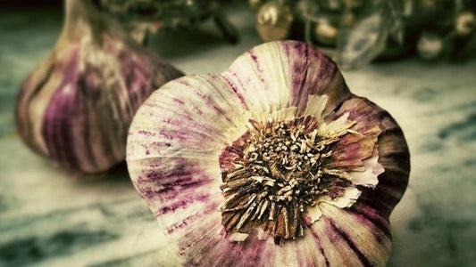 A Spagyric Garlic Tincture - Fontana Editore