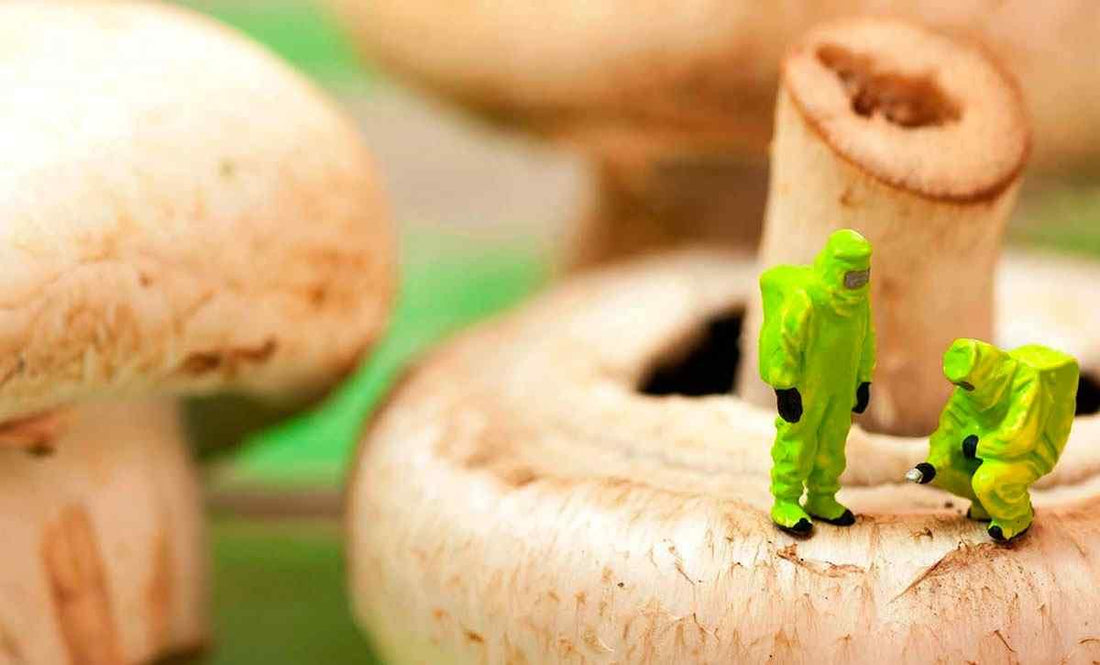 Sulle intolleranze alimentari - Fontana Editore